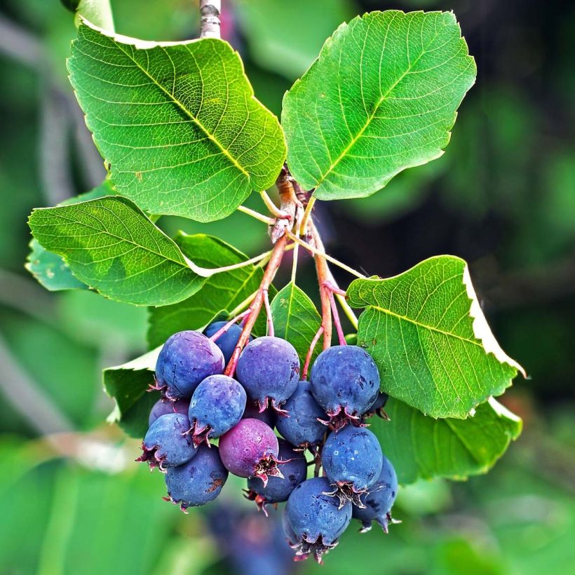 Amelanchier alnifolia Saskatoon Berry (Récolte)
