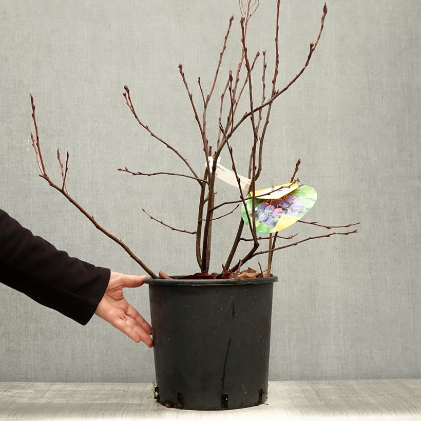 Spécimen de Amelanchier alnifolia Saskatoon Berry Pot de 12L/15L tel que livré en automne