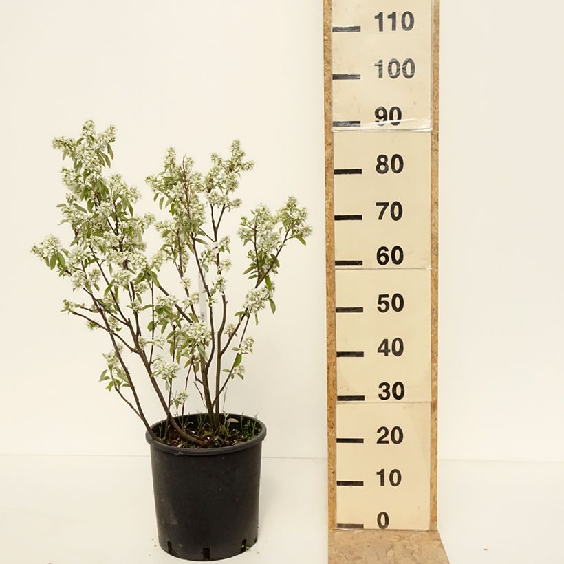 Spécimen de Amelanchier alnifolia Saskatoon Berry en pot de 12L/15L tel que livré au printemps