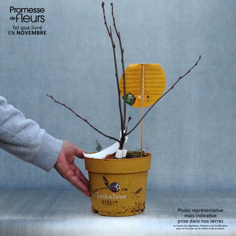 Spécimen de Amelanchier alnifolia Saskatoon Berry Pot de 4L/5L tel que livré en automne