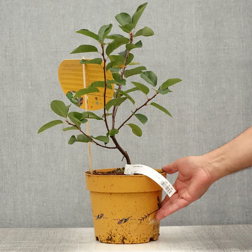 Spécimen de Amelanchier alnifolia Saskatoon Berry Pot de 4L/5L tel que livré en été