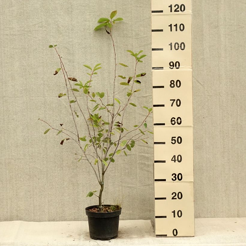 Spécimen de Amelanchier Ballerina Pot de 3L/4L tel que livré en été