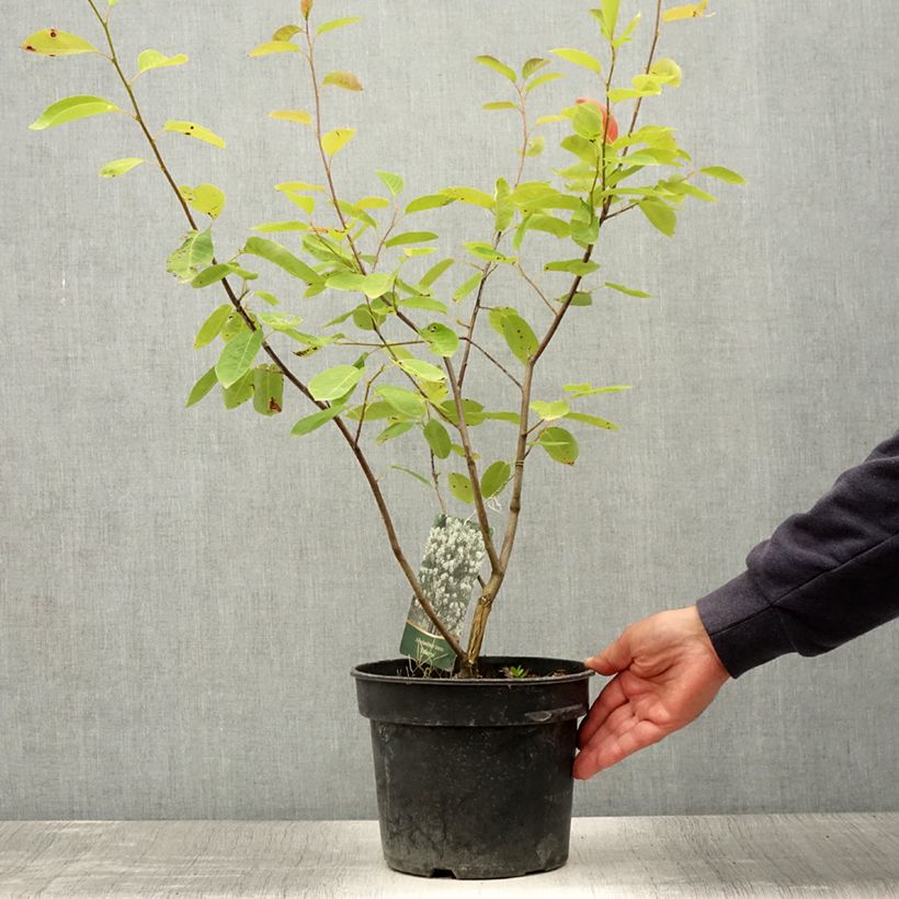Spécimen de Amelanchier Ballerina Pot de 7,5L/10L tel que livré en été