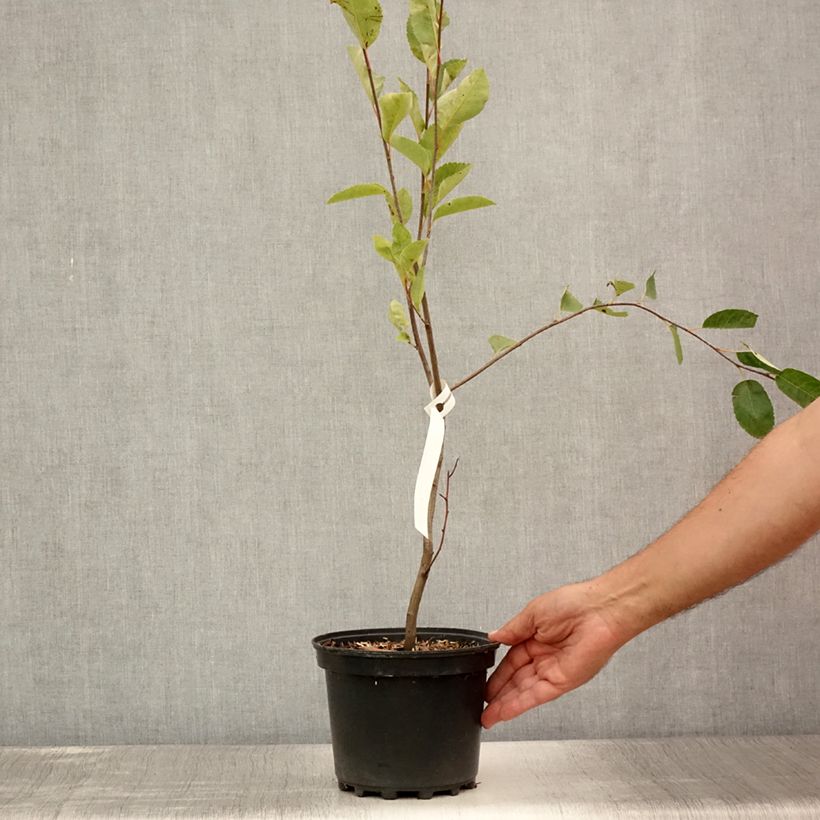 Spécimen de Amelanchier canadensis - Amélanchier du Canada Pot de 2L/3L tel que livré en été