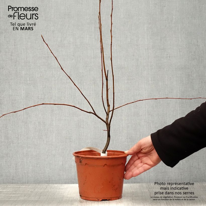 Spécimen de Amelanchier canadensis - Amélanchier du Canada en pot de 2L/3L tel que livré au printemps