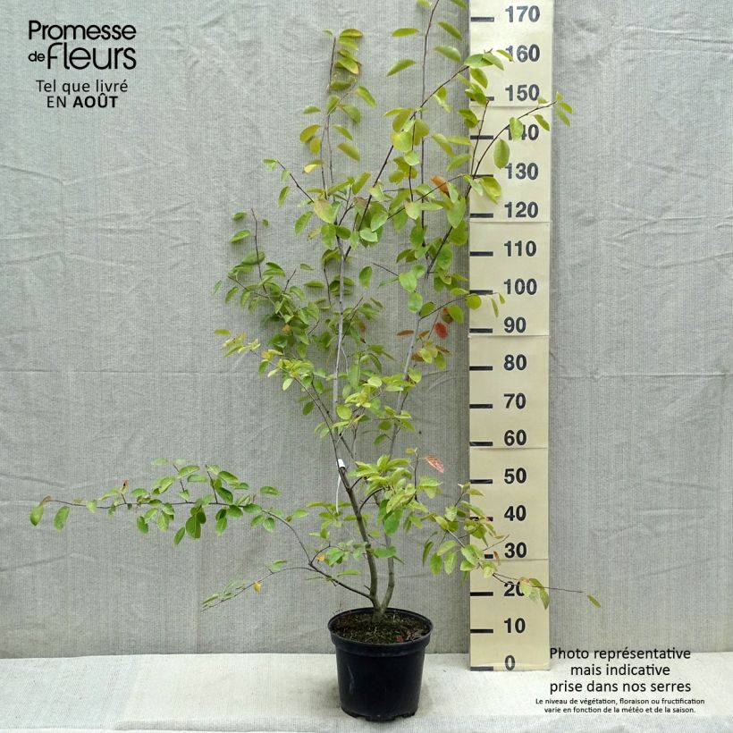 Spécimen de Amelanchier canadensis - Amélanchier du Canada Pot de 7,5L/10L tel que livré en été