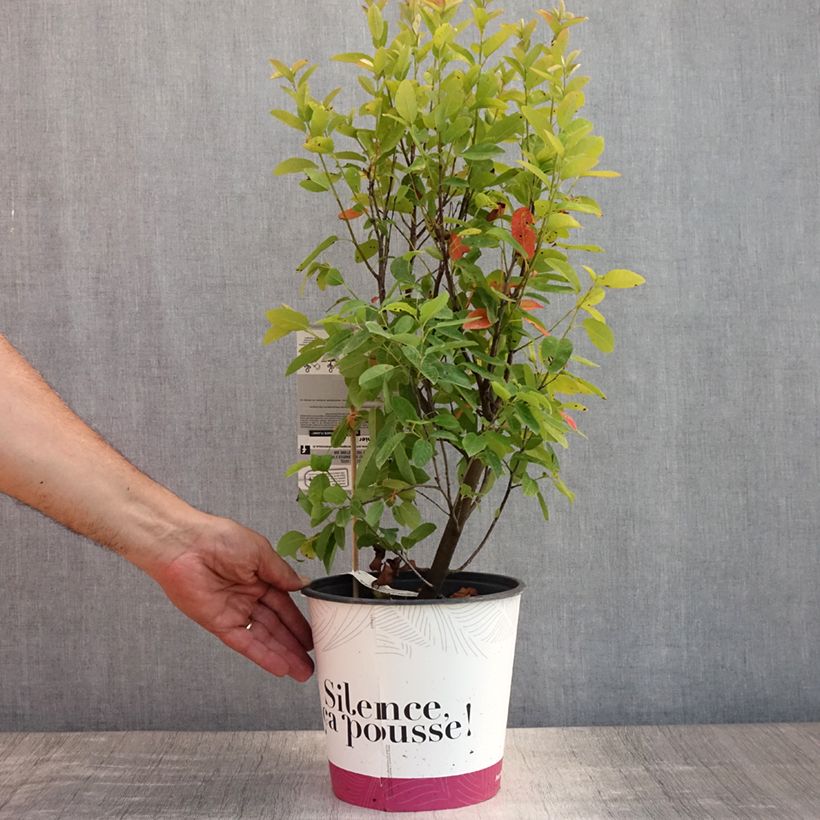 Spécimen de Amelanchier canadensis October Flame - Amélanchier du Canada Pot de 4L/5L tel que livré en été