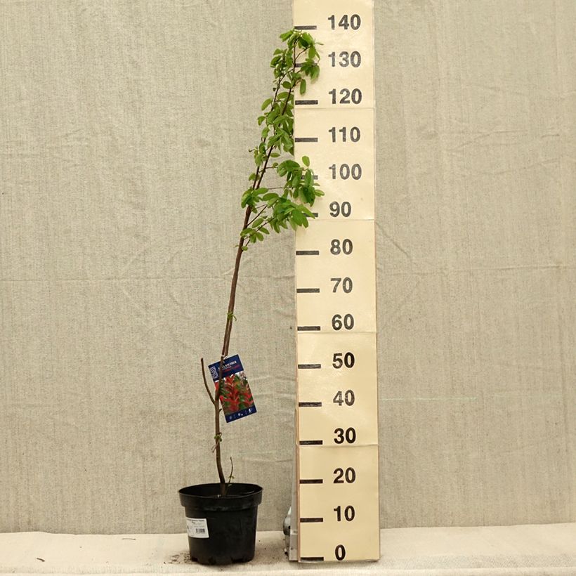 Spécimen de Amelanchier canadensis October Flame - Amélanchier du Canada en pot de 4L/5L tel que livré au printemps
