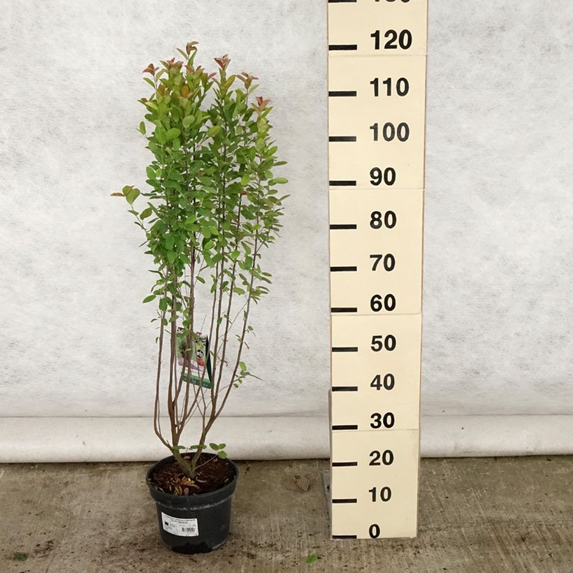 Spécimen de Amelanchier canadensis Rainbow Pillar Pot de 4L/5L tel que livré en été
