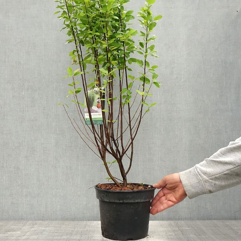 Spécimen de Amelanchier canadensis Rainbow Pillar  Pot de 5L tel que livré au printemps