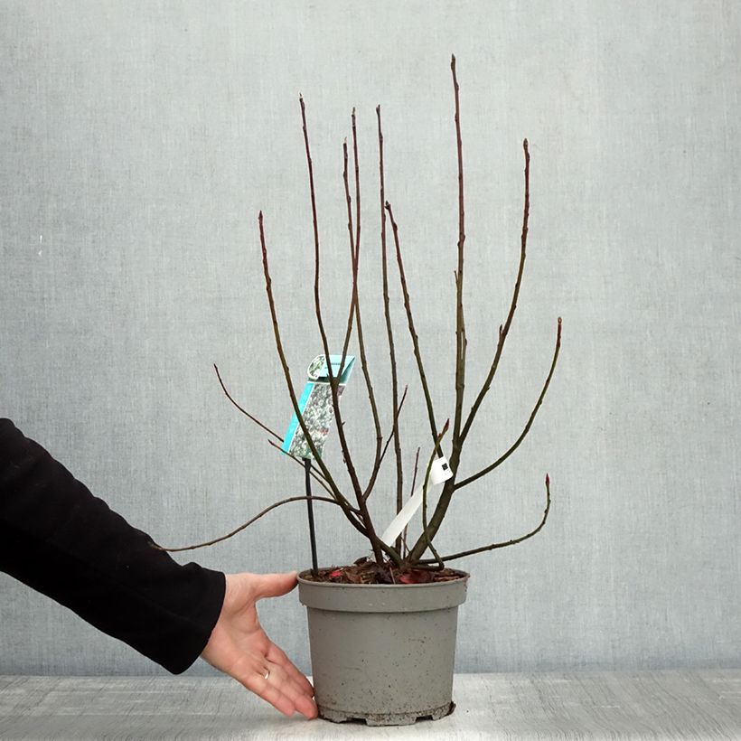 Spécimen de Amélanchier en épis - Amelanchier spicata Pot de 3L/4L tel que livré en automne