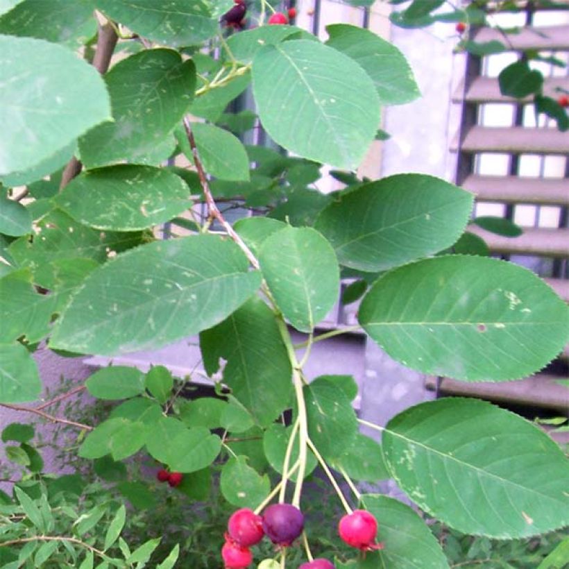 Amelanchier lamarckii - Amélanchier de Lamarck (Feuillage)