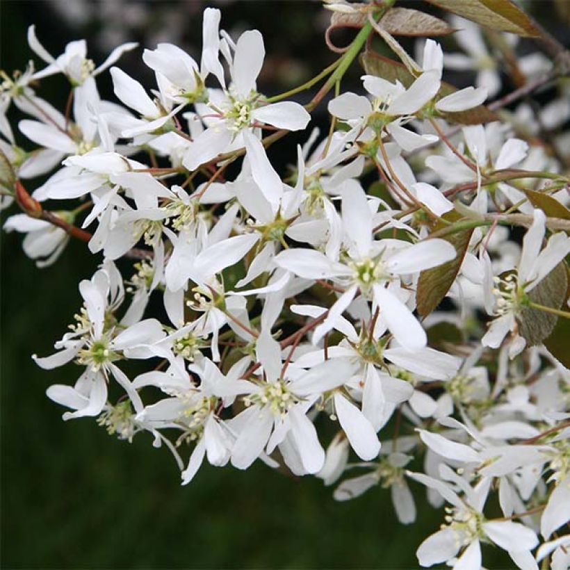 Amelanchier lamarckii - Amélanchier de Lamarck (Floraison)