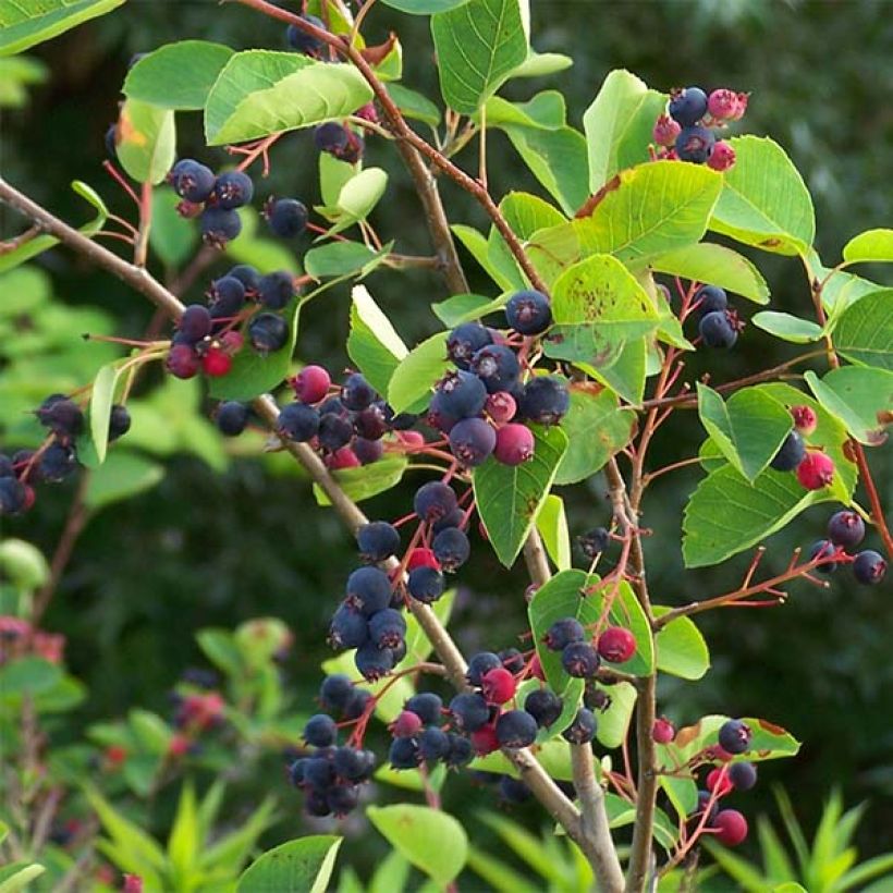 Amelanchier lamarckii - Amélanchier de Lamarck (Récolte)