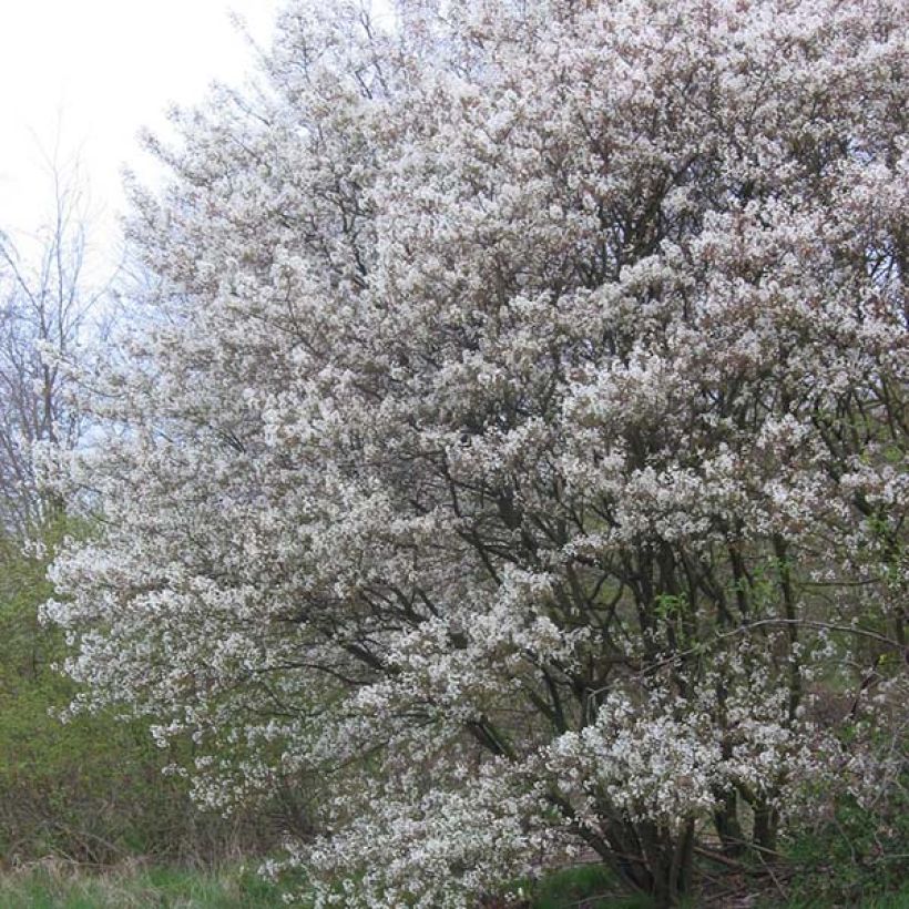 Amelanchier lamarckii - Amélanchier de Lamarck (Port)