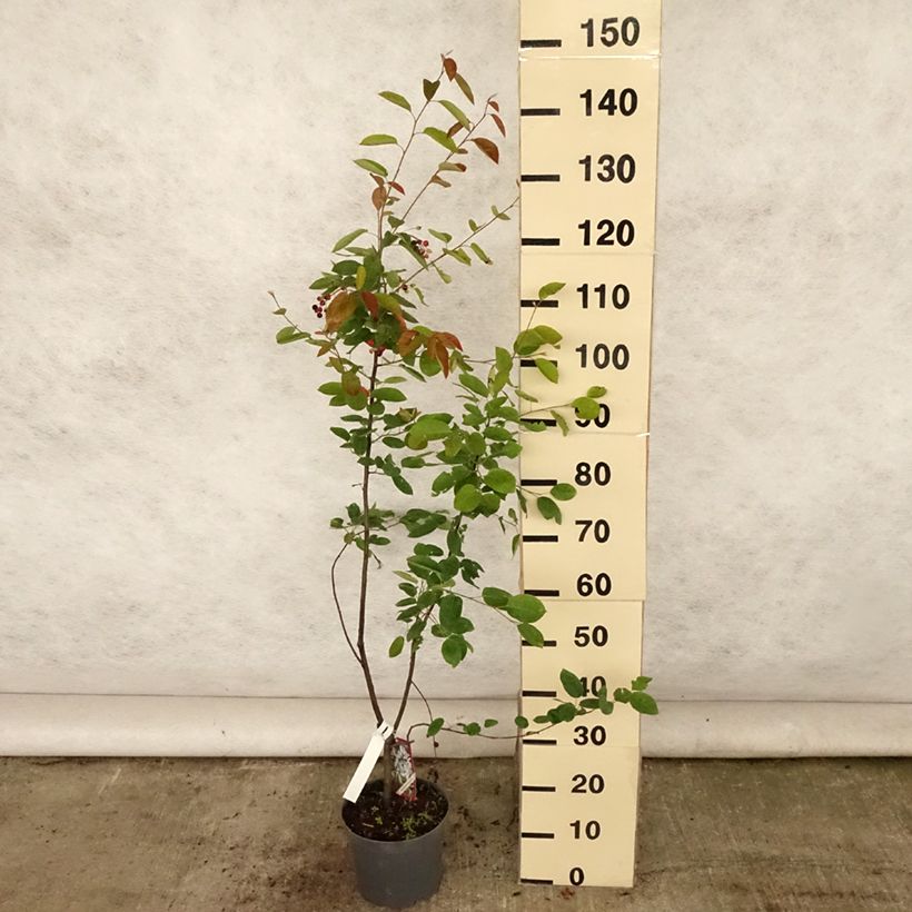 Spécimen de Amelanchier lamarckii - Amélanchier de Lamarck Pot de 3L/4L tel que livré en été