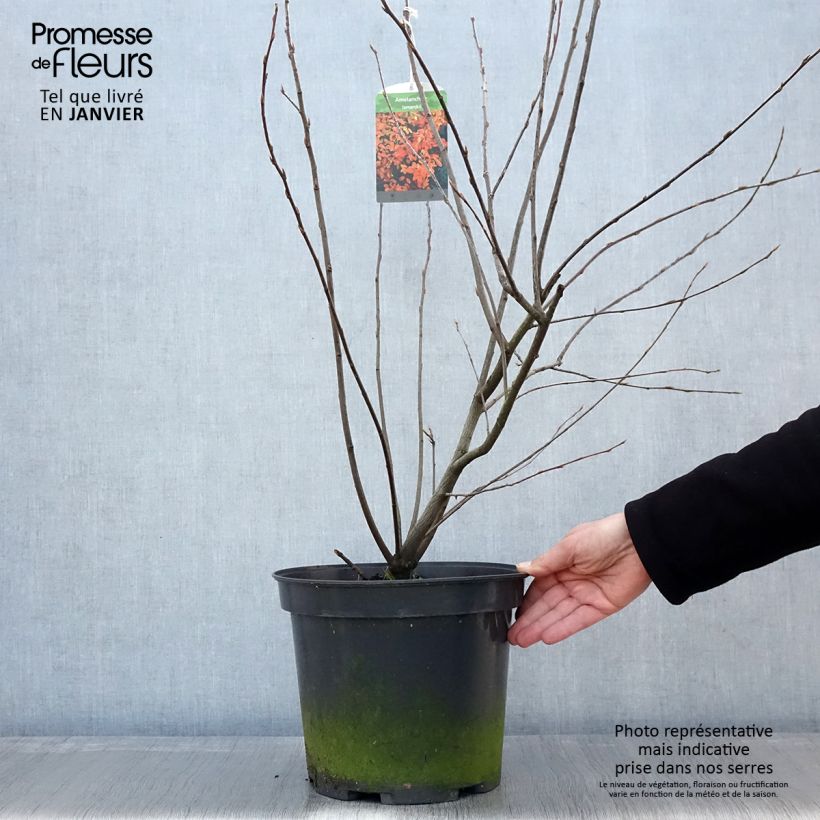 Spécimen de Amelanchier lamarckii - Amélanchier de Lamarck Pot de 7,5L/10L tel que livré en hiver