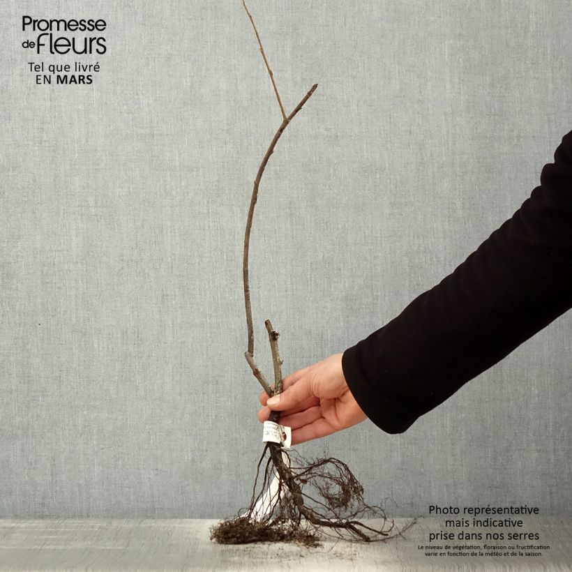 Spécimen de Amelanchier lamarckii - Amélanchier de Lamarck Petites Racines nuesHauteur livrée env. 40/60cm tel que livré au printemps