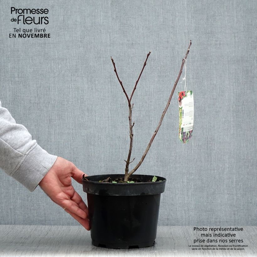 Spécimen de Amelanchier Smoky Pot de 2L/3L tel que livré en automne