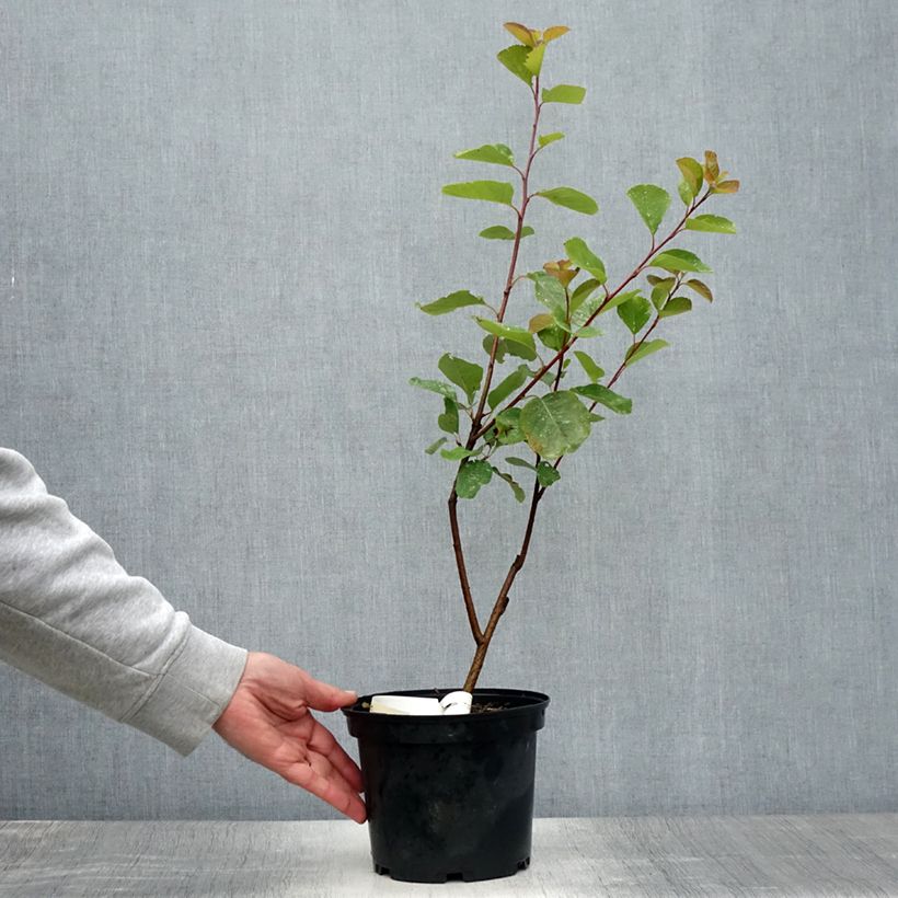 Spécimen de Amelanchier Thiessen Pot de 2L/3L tel que livré en été