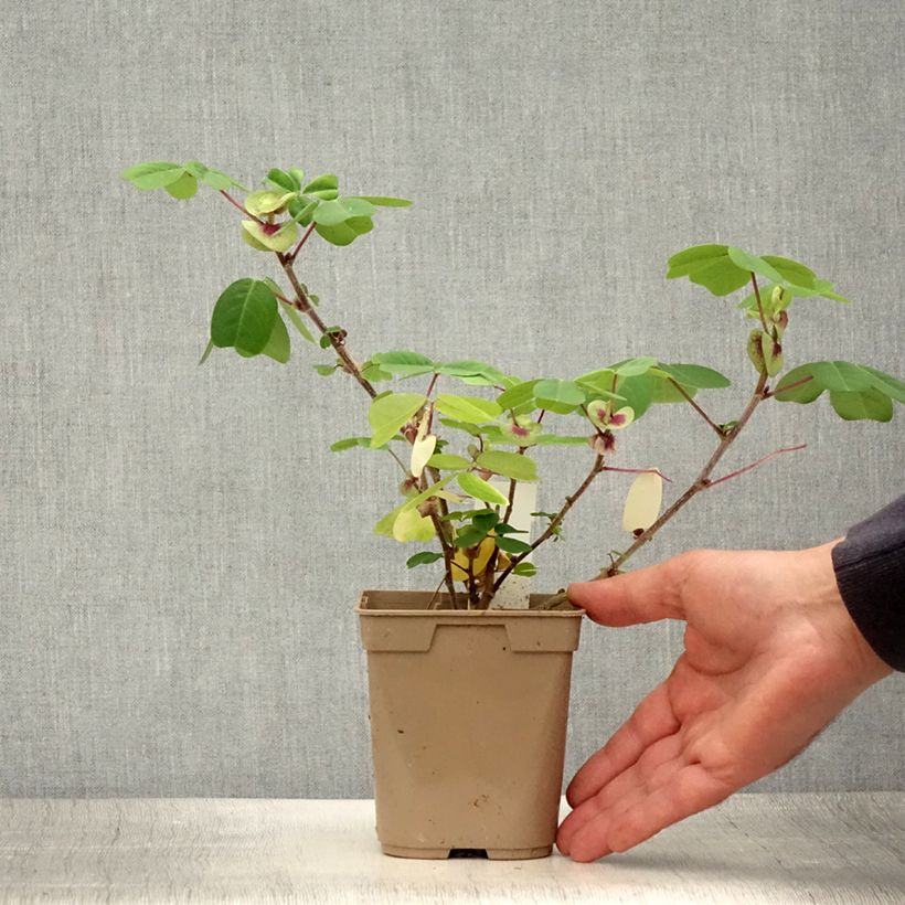 Spécimen de Amicia zygomeris - Amicie à fleurs jaunes. Pot de 1L/1,5L tel que livré en été
