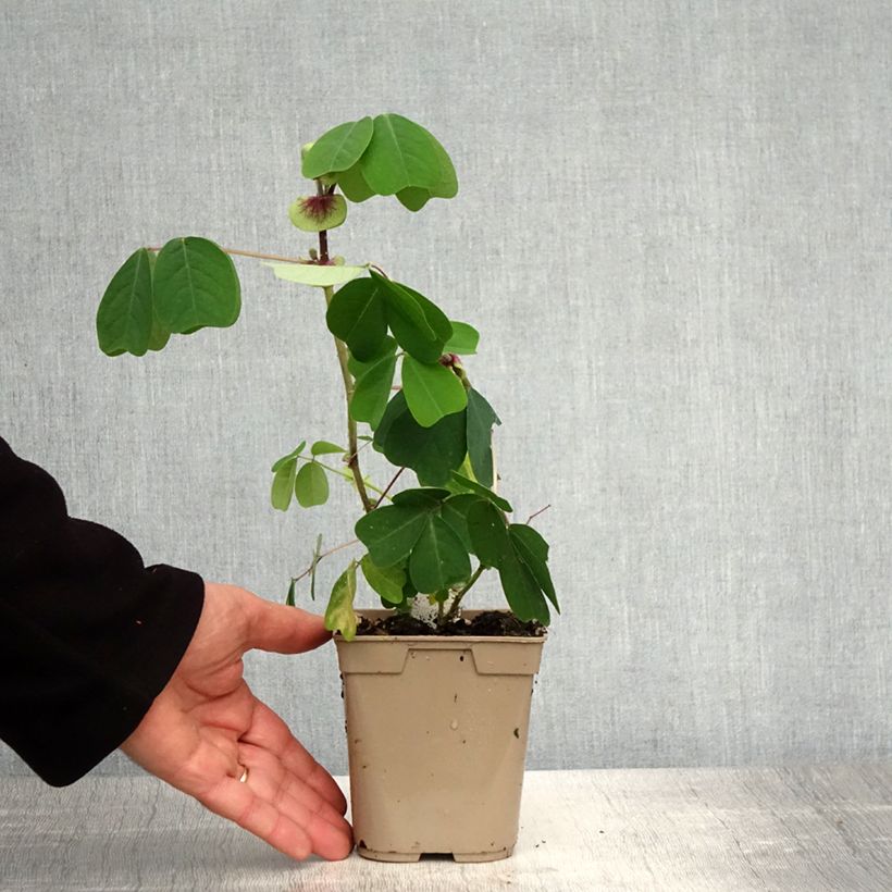 Spécimen de Amicia zygomeris - Amicie à fleurs jaunes. - Pot de 1L/1,5L tel que livré au printemps