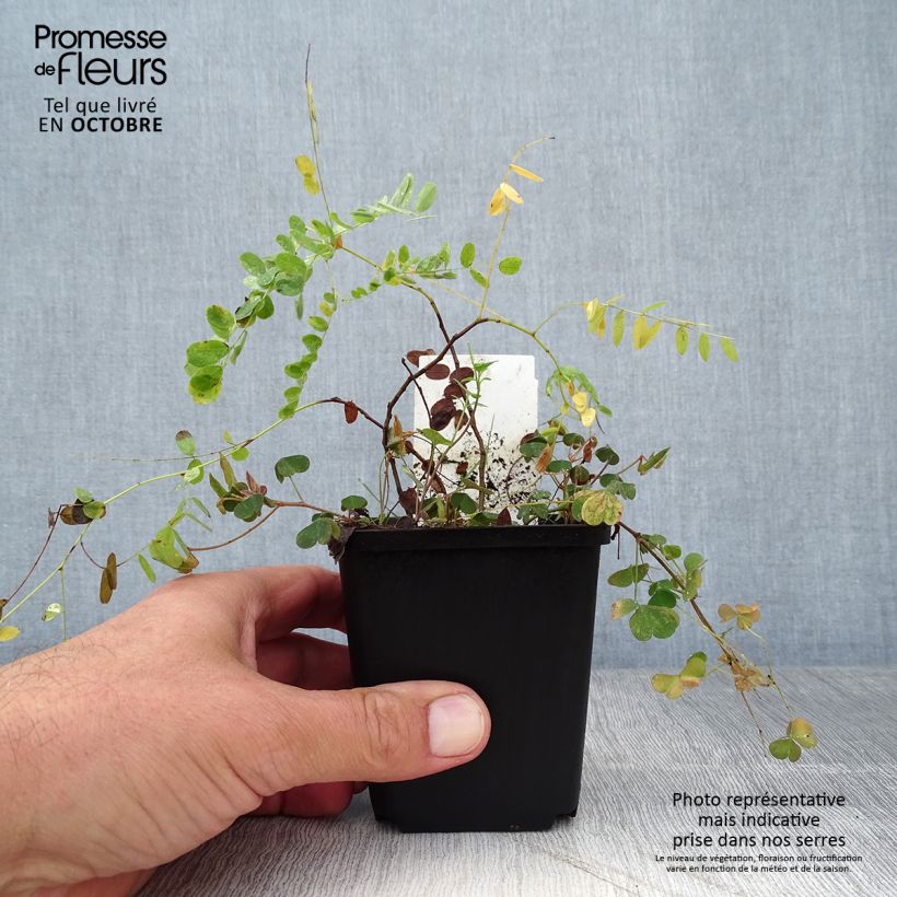 Spécimen de Amorpha canescens - Faux indigo. Godet de 8/9 cm tel que livré en automne