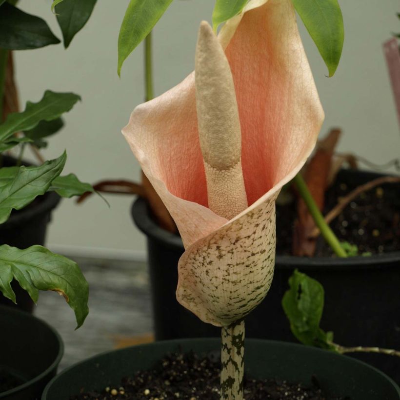 Amorphophallus bulbifer (Floraison)