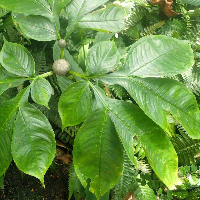 Amorphophallus bulbifer (Feuillage)