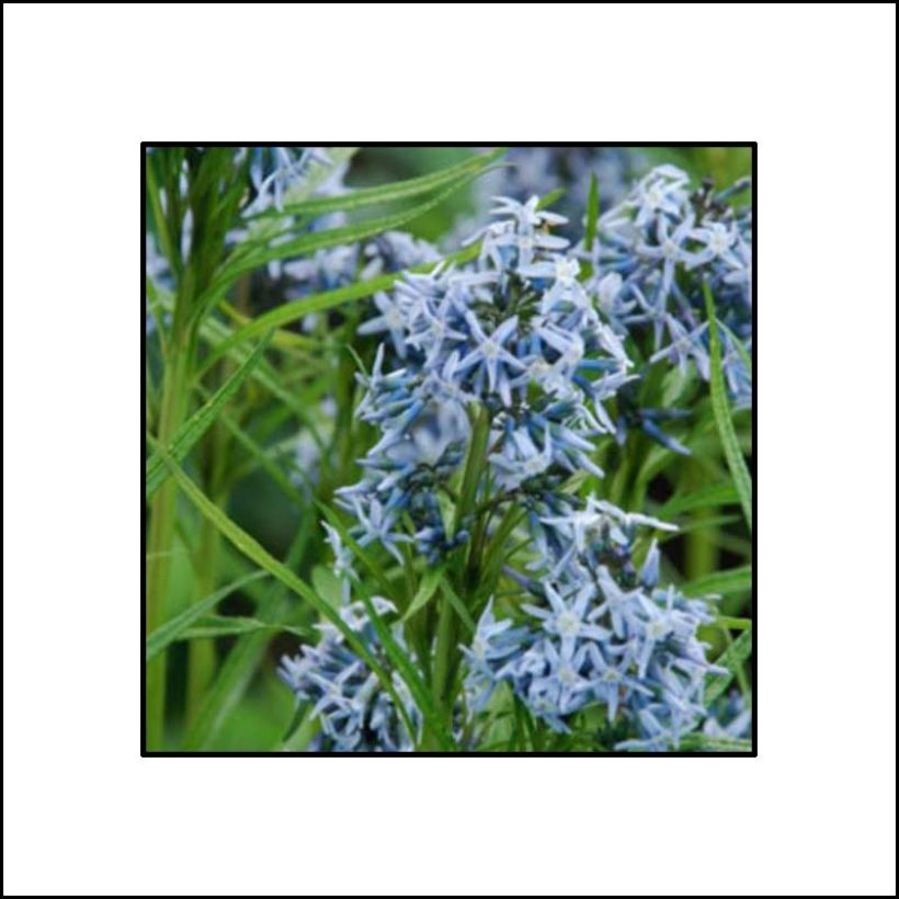 Amsonia Ernst Pagels (Floraison)