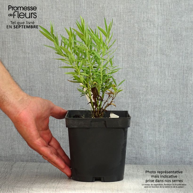 Spécimen de Amsonia hybride Blue Ice Pot de 2L/3L tel que livré en été