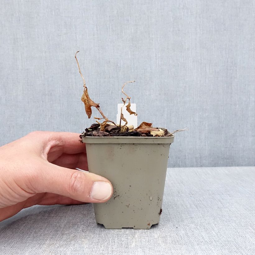 Spécimen de Amsonia tabernaemontana Storm Cloud Godet de 9cm tel que livré au printemps