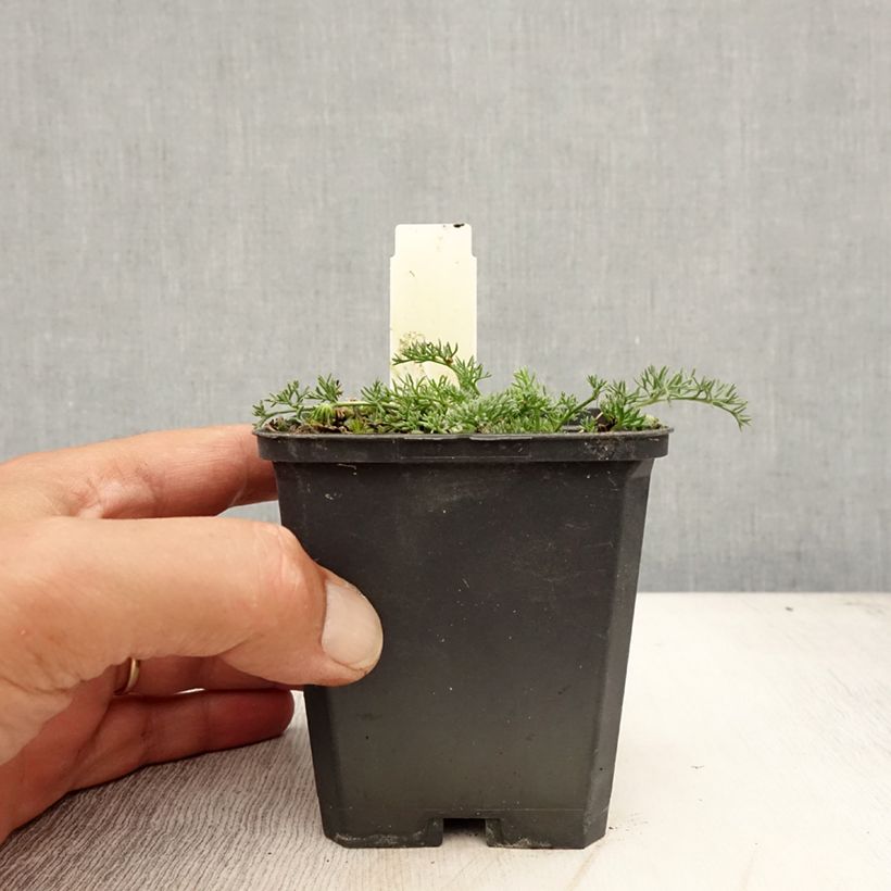 Spécimen de Anacyclus pyrethrum var depressus - Pyrèthre d'Afrique Godet de 8/9 cm tel que livré en été