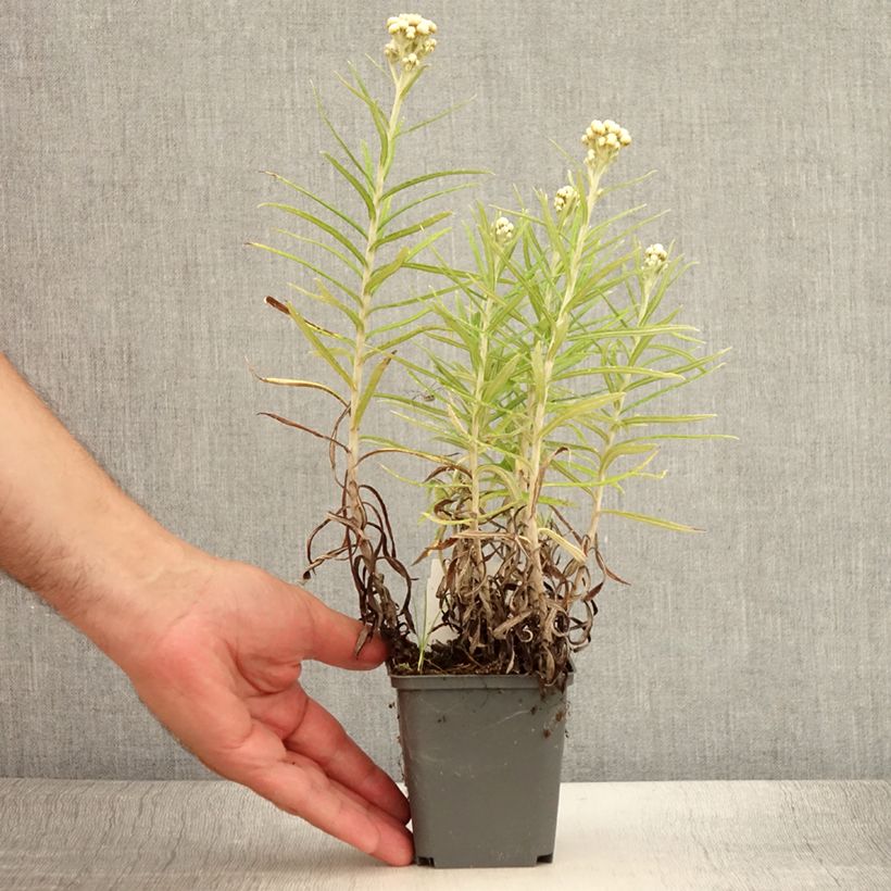 Spécimen de Anaphalis margaritacea Neuschnee - Immortelle d'argent Godet de 8/9 cm tel que livré en été