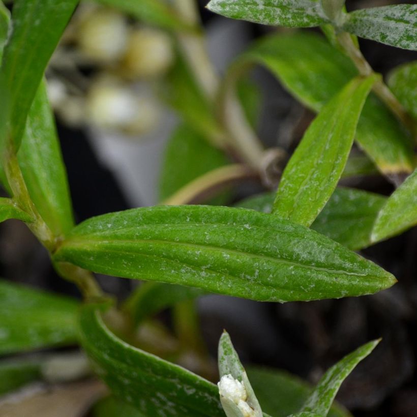 Anaphalis triplinervis - Immortelle de l'Himalaya (Feuillage)