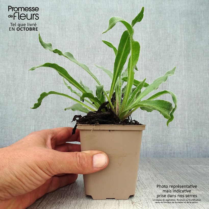Spécimen de Anchusa azurea Dropmore - Buglosse d'Italie Godet de 8/9 cm tel que livré en automne