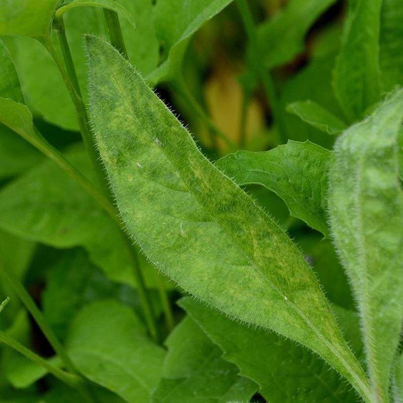 Anchusa azurea Loddon Royalist - Buglosse d'Italie (Feuillage)