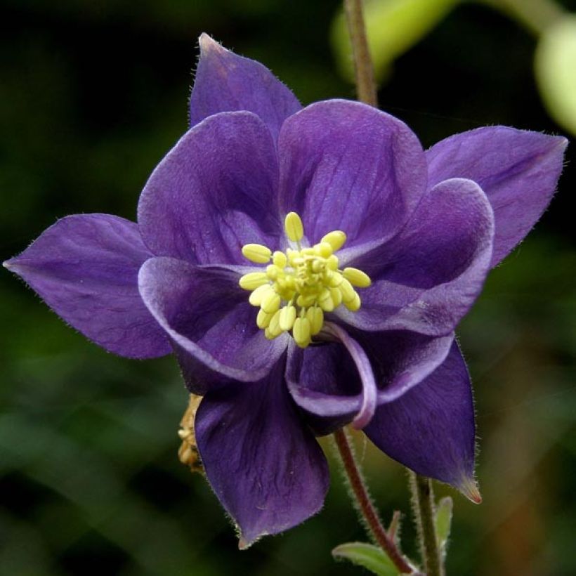 Ancolie des Alpes (bleu vif) - Aquilegia alpina (Floraison)