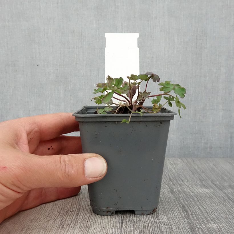 Spécimen de Ancolie - Aquilegia caerulea Rose Queen Godet de 8/9 cm tel que livré au printemps