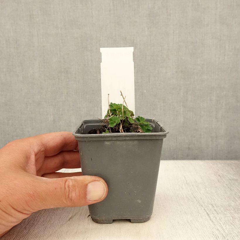 Spécimen de Ancolie, Aquilegia sibirica Godet de 8/9 cm tel que livré en été