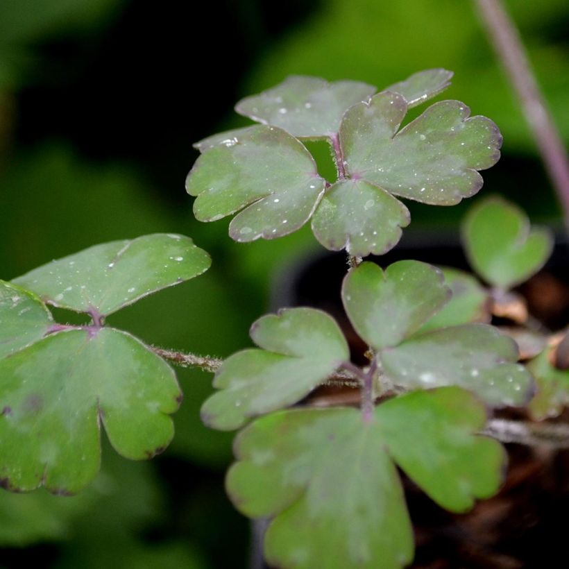 Ancolie William Guiness - Aquilegia vulgaris William Guiness (Feuillage)