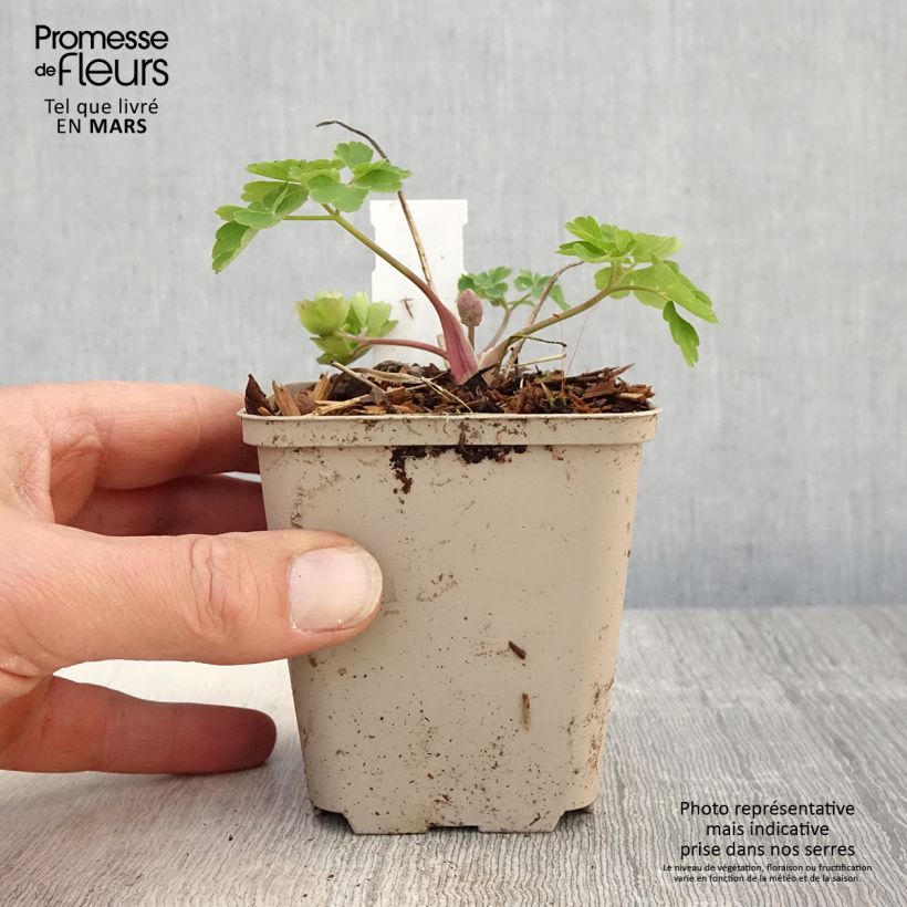 Spécimen de Ancolie Clementine Blue - Aquilegia vulgaris en godet de 9 cm tel que livré au printemps