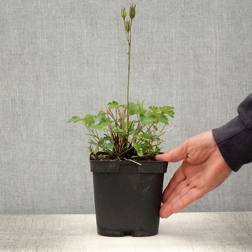 Spécimen de Ancolie des Alpes (bleu vif) - Aquilegia alpina Pot de 2L/3L tel que livré en été