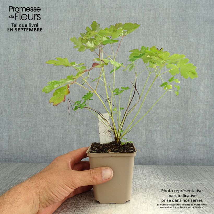 Spécimen de Ancolie du Canada, Aquilegia canadensis Little Lanterns Godet de 8/9 cm tel que livré en été