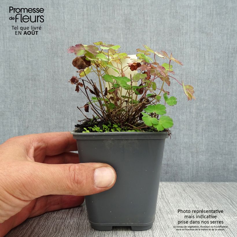 Spécimen de Ancolie naine - Aquilegia flabellata Cameo White Godet de 8/9 cm tel que livré en été