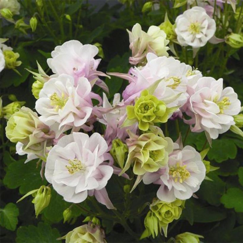 Ancolie Winky Double Rose White - Aquilegia vulgaris (Floraison)