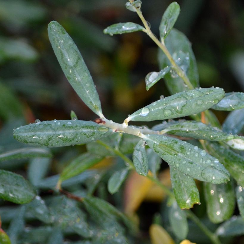 Andromède à feuilles de Polium - Andromeda polifolia Blue Ice (Feuillage)