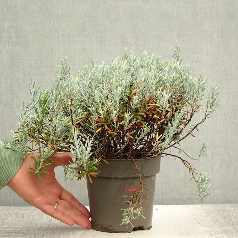 Spécimen de Andromède à feuilles de Podium - Andromeda polifolia Blue Lagoon Pot de 2L/3L tel que livré en été