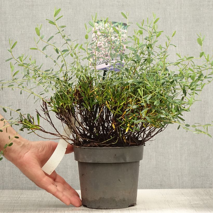 Spécimen de Andromède à feuilles de Podium - Andromeda polifolia Compacta Pot de 2L/3L tel que livré en été