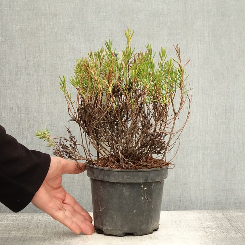 Spécimen de Andromède à feuillles de Polium - Andromeda polifolia Nikko Pot de 2L/3L tel que livré en automne